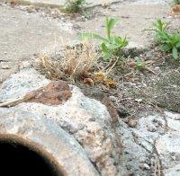 Подпочвени води застрашават къщи в Пещера