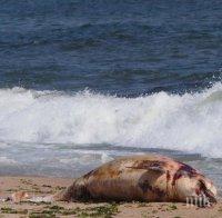 ПОТРЕС! Морето изхвърли удавени овце на варненски плажове (СНИМКА/ВИДЕО)