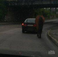 Пернишка класика! Кола, кон и айдееее…