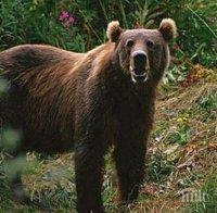 Мечка вилнее в Родопите:  Напада кошери, не я спират нито ограда, нито електропастир