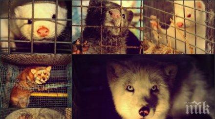 чехия приеха закон забраняващ развъждането животни кожи