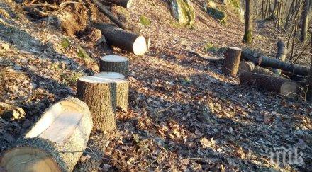 греда спипаха бракониери нелегална сеч