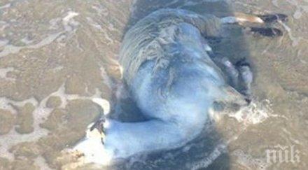 трупове агнета изплаваха плажовете златни пясъци варна