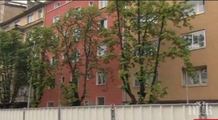 скандално възстановят отрязаните кестени патриарха метрополитена обещават следващата есен