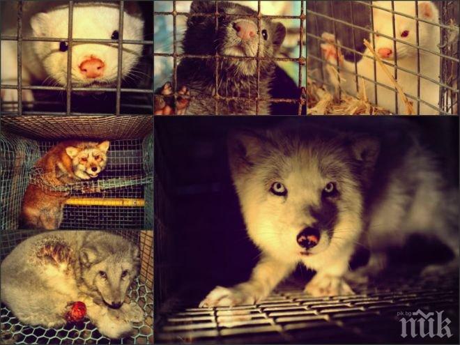 В Чехия приеха закон, забраняващ развъждането на животни за кожи