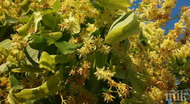 Забраниха брането на липов цвят в Търговище