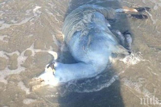 Трупове на агнета изплаваха на плажовете в Златни пясъци и Варна