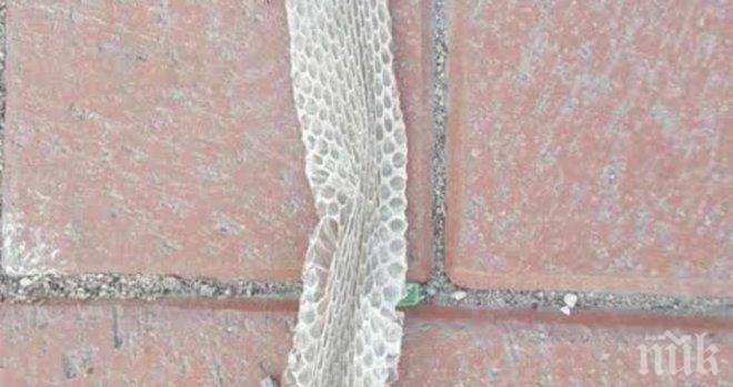 Шок във Варна! Змия си остави кожата в центъра на морската столица