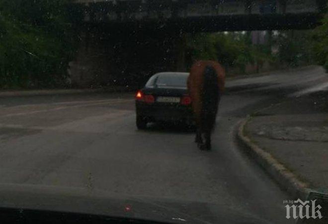 Пернишка класика! Кола, кон и айдееее…