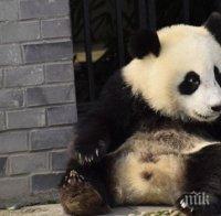 Почина най-старата панда Сусу