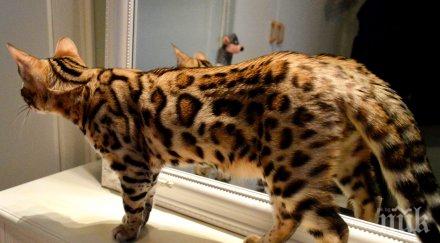 жена обяви продажба палто бенгалски котки какъв грехът благоевградчанката