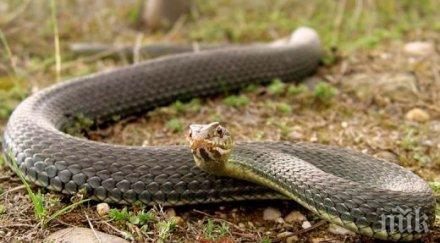 шаш паника огромна змия пропълзя двор кооперация стресна майки деца