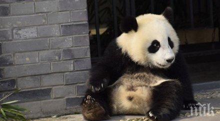 почина старата панда сусу