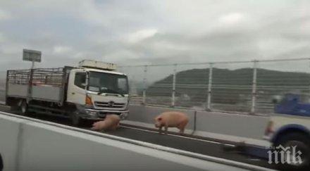 екшън японски полицаи пет часа гонят прасета магистралата видео