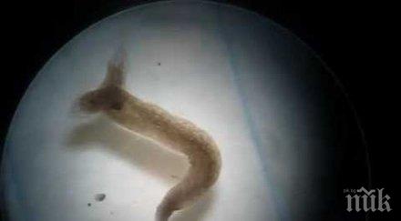ужас червей престоял седмици космоса сдоби втора глава