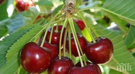 разгара кампанията берач череши падна дървото счупи прешлен