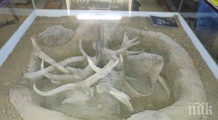 врачани изпревариха фараоните едни рога