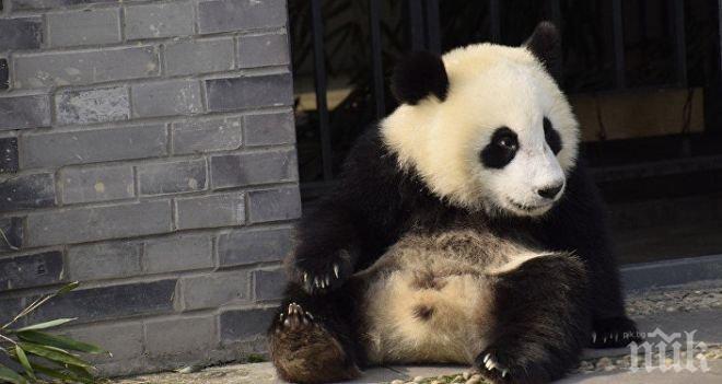 Почина най-старата панда Сусу