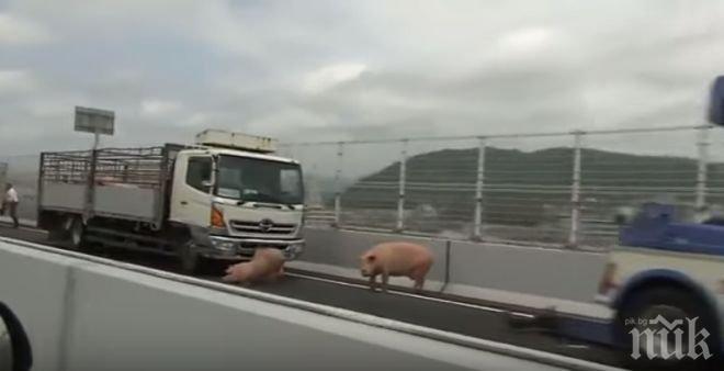 ЕКШЪН! Японски полицаи пет часа гонят прасета по магистралата (ВИДЕО)