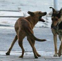 ВНИМАНИЕ! Бездомни кучета изскачат пред колите в Кресненското дефиле, предизвикват катастрофи