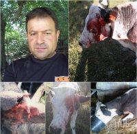 ИЗВЪНРЕДНО И САМО В ПИК! Бруталното зверство срещу добитъка на Атанас Стойков продължава! Изроди са отрязали опашката на крава!