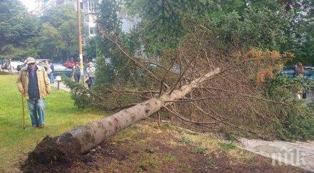ужас дърво падна годишно дете счупи главата състоянието тежко