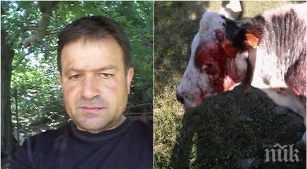 извънредно пик бруталното зверство добитъка атанас стойков продължава изроди отрязали опашката крава
