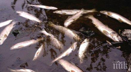 мъртва риба изплува тунджа