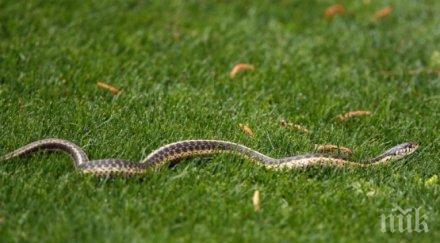 змия клъвна старец вкара реанимция