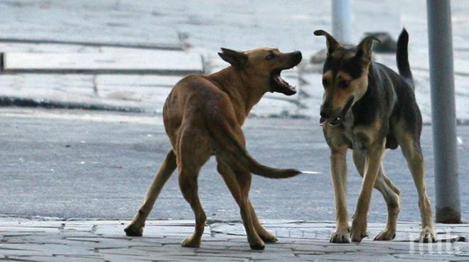 ВНИМАНИЕ! Бездомни кучета изскачат пред колите в Кресненското дефиле, предизвикват катастрофи