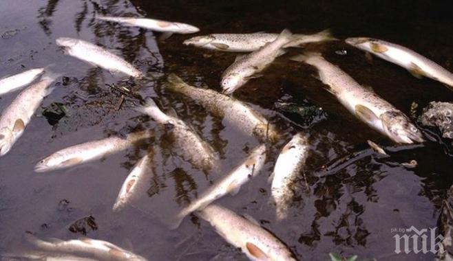 Мъртва риба изплува в Тунджа
