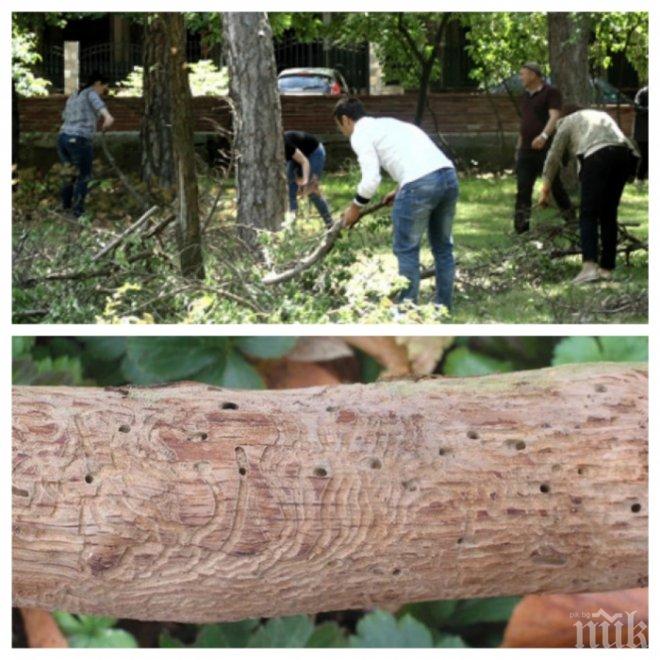Корояди нападнаха горите в Родопите! Положението е катастрофално