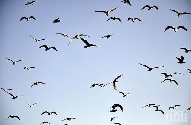 Ято чайки приземиха самолет в Турция 