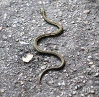 Напаст! Змии плъзнаха по улиците в центъра на Варна