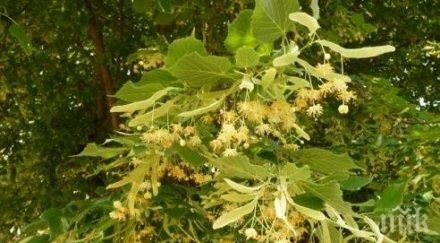 добре дошли северозапада роми набраха липа откараха такси билковия пункт снимки