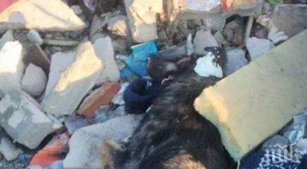 ужас роми бургас изхвърлиха мъртвото куче сметището дали пламне епидемия снимка