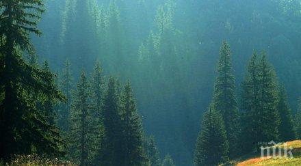 изсъхват 000 хектара изкуствени гори