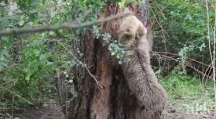 мече попадна бракониерски капан калофер горски еколози спасиха