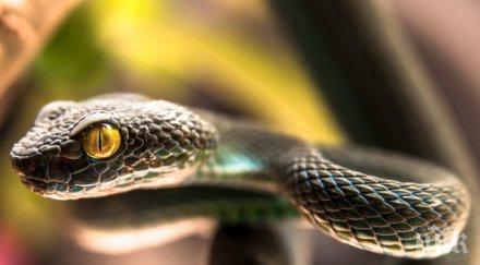 паника змия промъкна дома майка две деца пловдив изгони якотка снимка