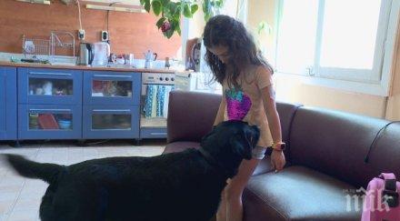 обучено куче помага дете диабет видео