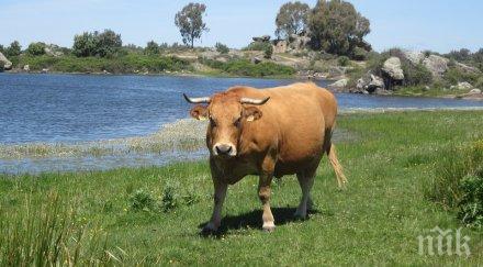 счупиха тъпомера млн американци смятат шоколадовото мляко идва кафяви крави