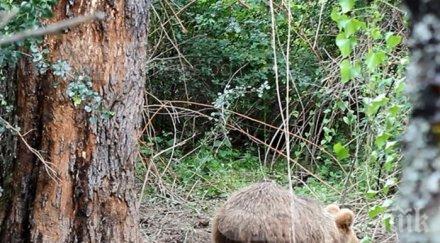 трогателно еколози спасиха мече бракониери снимка видео