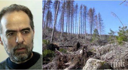 виновникът корояд унищожава горите изсъхват 100 000 дка