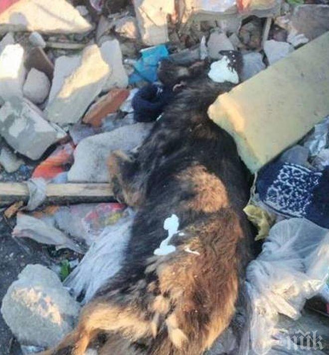 УЖАС! Роми в Бургас си изхвърлиха мъртвото куче на сметището! Дали няма да пламне епидемия?! (СНИМКА, 18+)