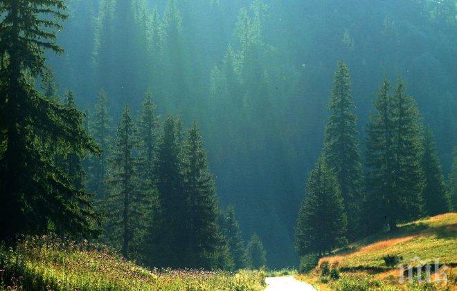 Изсъхват над 10 000 хектара изкуствени гори