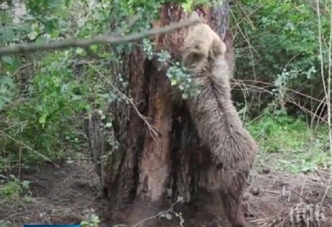 Малко мече попадна в бракониерски капан край Калофер, горски и еколози го спасиха