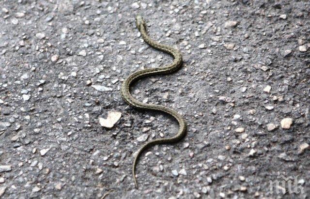 Напаст! Змии плъзнаха по улиците в центъра на Варна
