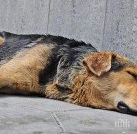 изверг пиян шофьор влачи куче улиците габрово