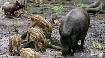 напаст диви прасета нападат овошни градини