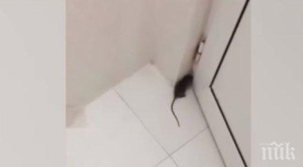 мишка обикаля тоалетна ресторант заведението твърдят единичен инцидент видео